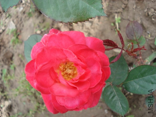 DSC03725.JPG