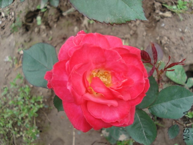 DSC03724.JPG