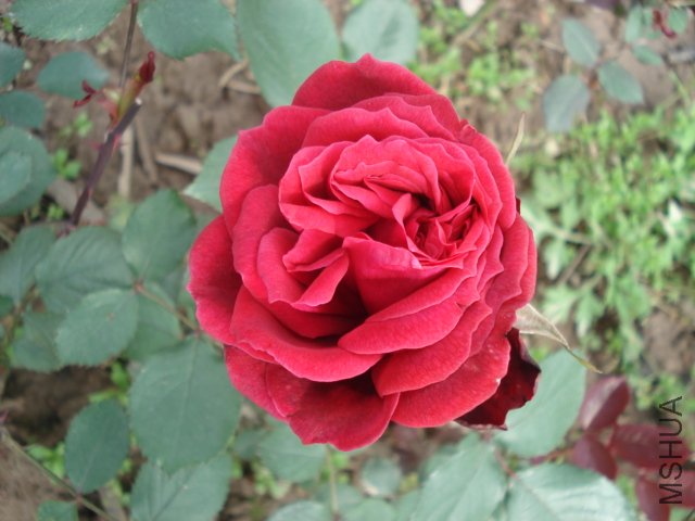 DSC03727.JPG