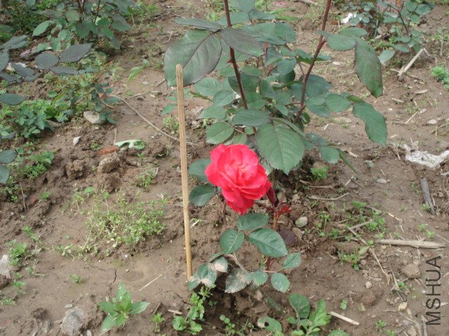 DSC03726.JPG