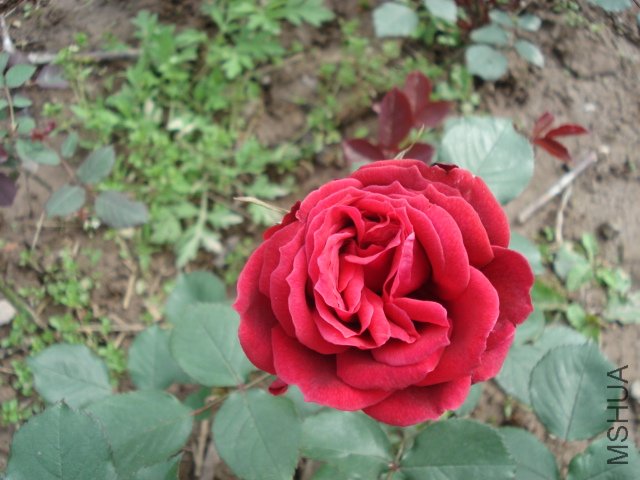 DSC03728.JPG