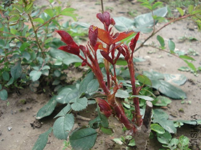 DSC03733.JPG