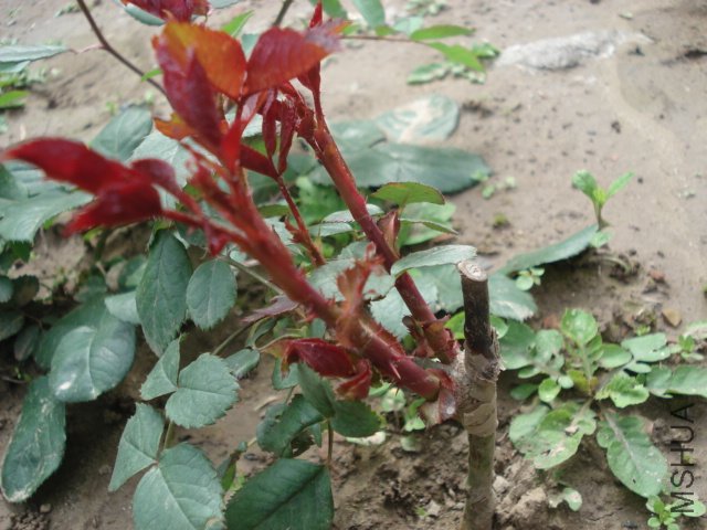DSC03734.JPG