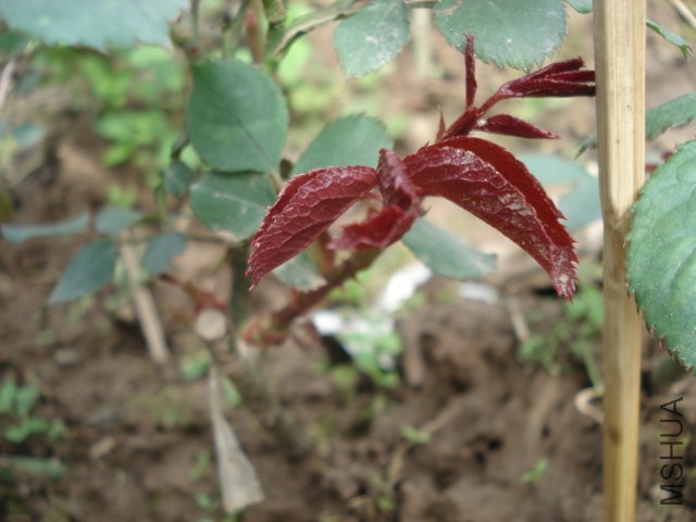 DSC03736.JPG