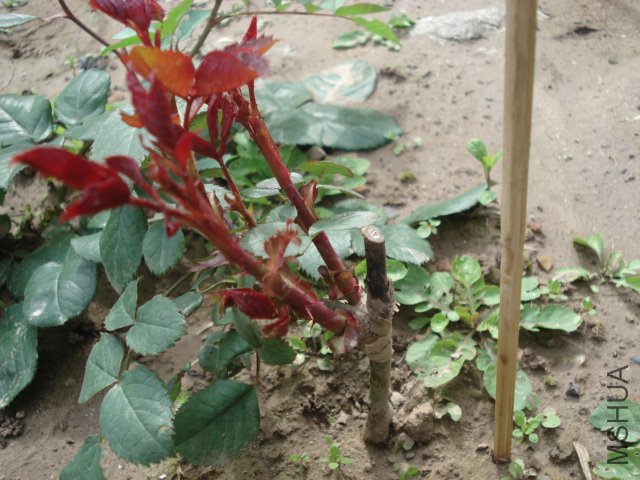 DSC03735.JPG