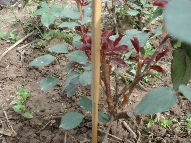 DSC03737.JPG