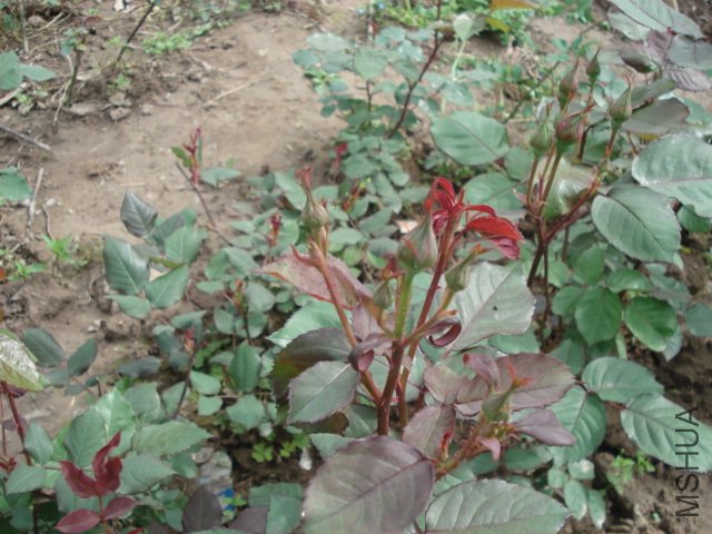 DSC03738.JPG