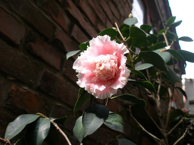 P1010007.jpg