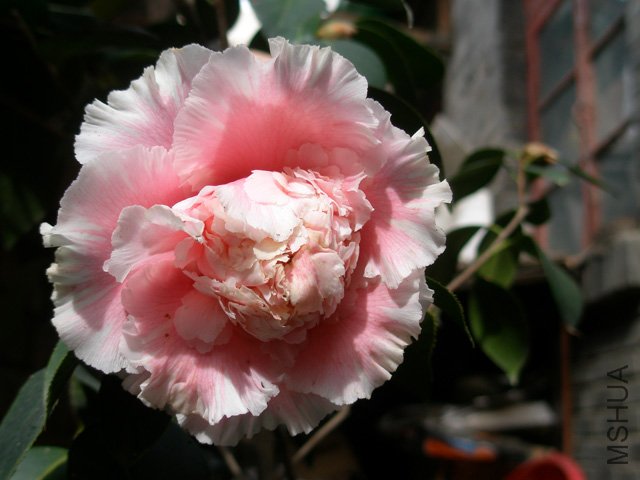 P1010019.jpg