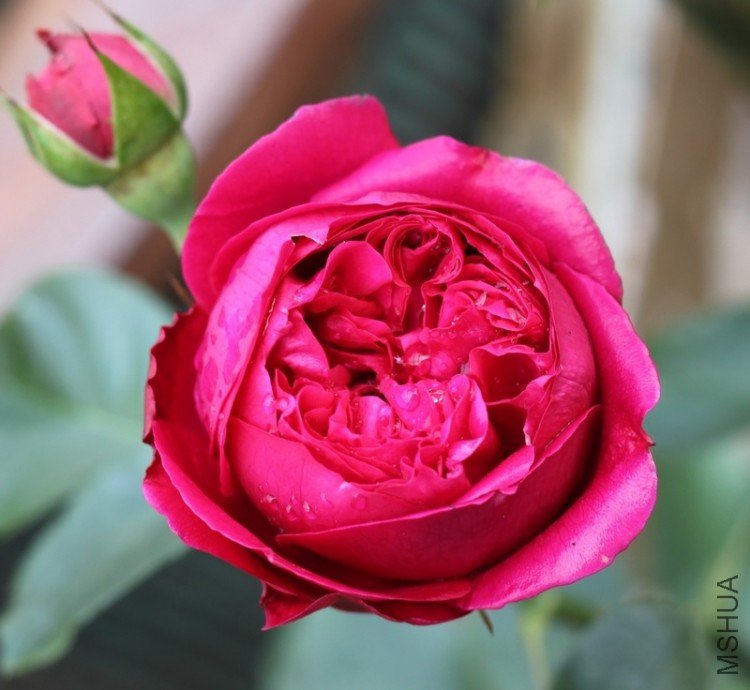 IMG_3861_��Ӱ_1.jpg