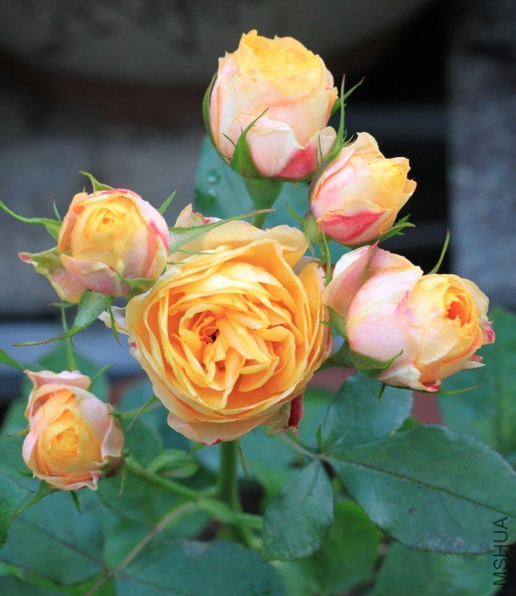 IMG_3860_��Ӱ_1.jpg