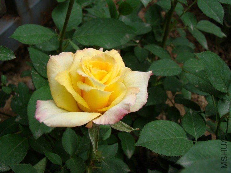 1004262317f0aa94db0196250a.jpg