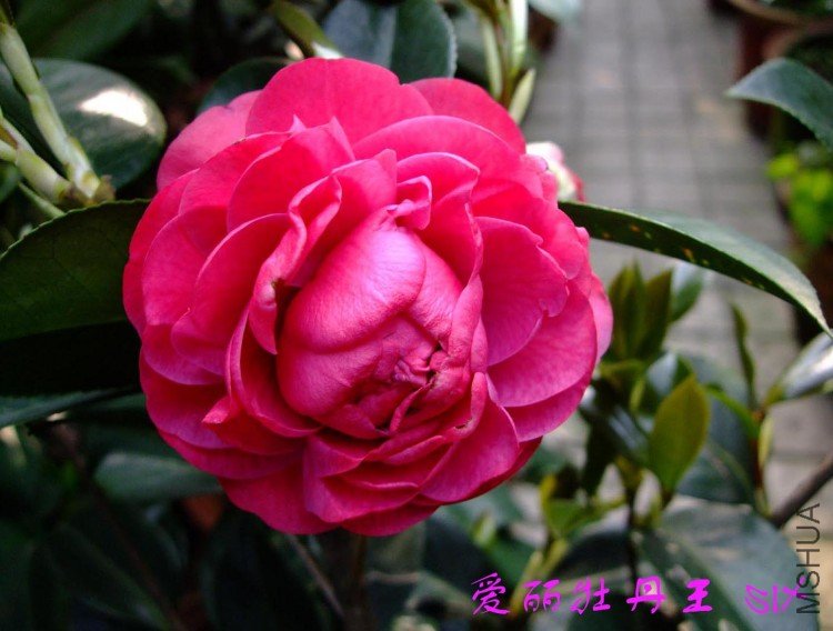 ����ĵ����10-4-26 (1).jpg