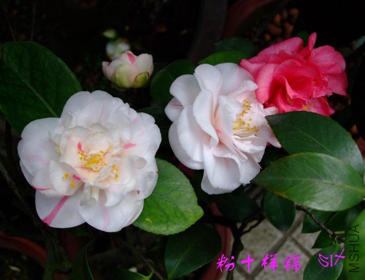 ��ʮ����  10-4-24(1).jpg