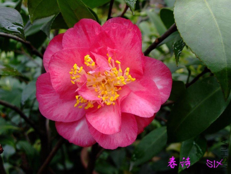 ��ʫ  10-4-26(1).jpg