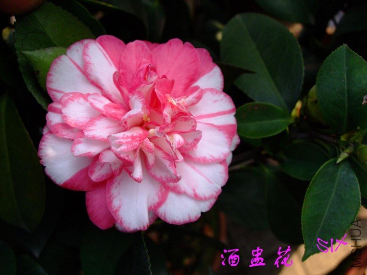 ���ѻ�  10-4-24(1).jpg