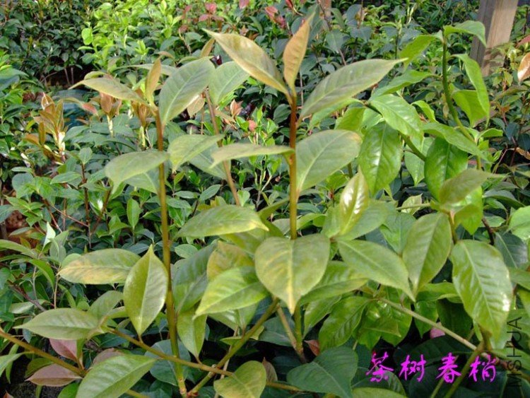 ���� 10-4-26.jpg