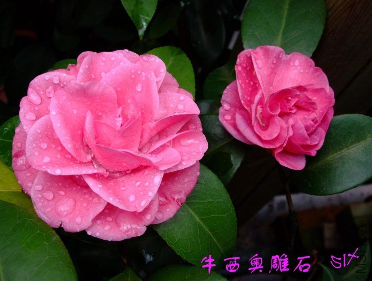 ţ���µ�ʯ 10-4-26 (2).jpg