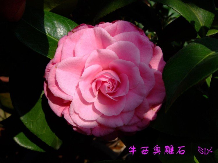 ţ���µ�ʯ 10-4-24(1).jpg