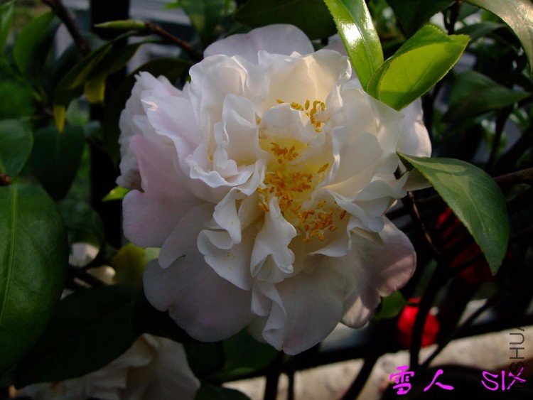 ѩ��  10-4-24(1).jpg