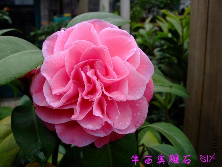 ţ���µ�ʯ 10-4-26 (3).jpg