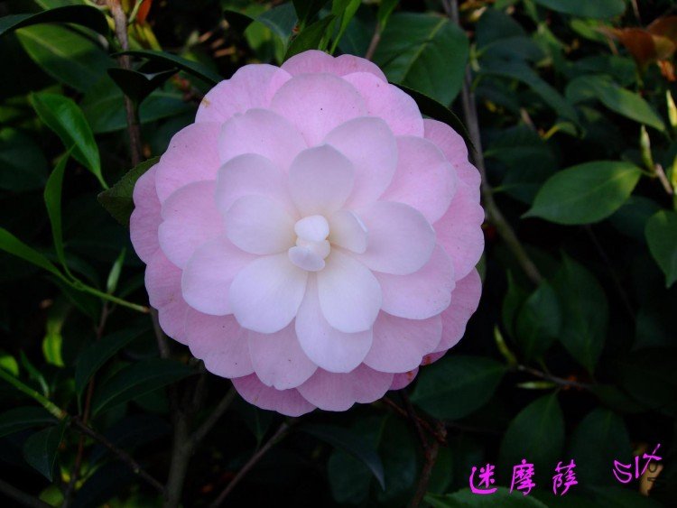 ��Ħ��  2010-4-23 (2).jpg