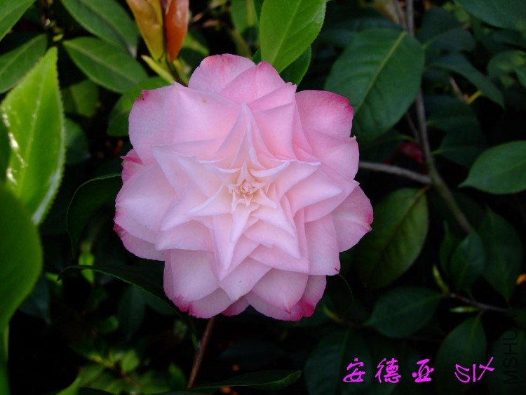 ������  2010-4-23 (1).jpg