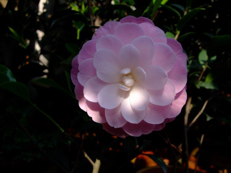 ��Ħ��  2010-4-23 (1).jpg