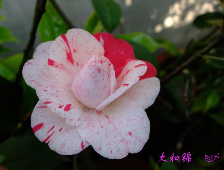 ��ͽ�  2010-4-23 (2).jpg