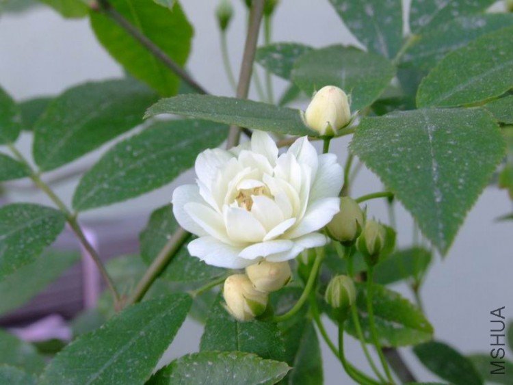 DSCF0731.JPG