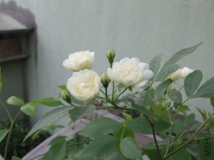 DSCF0743.JPG