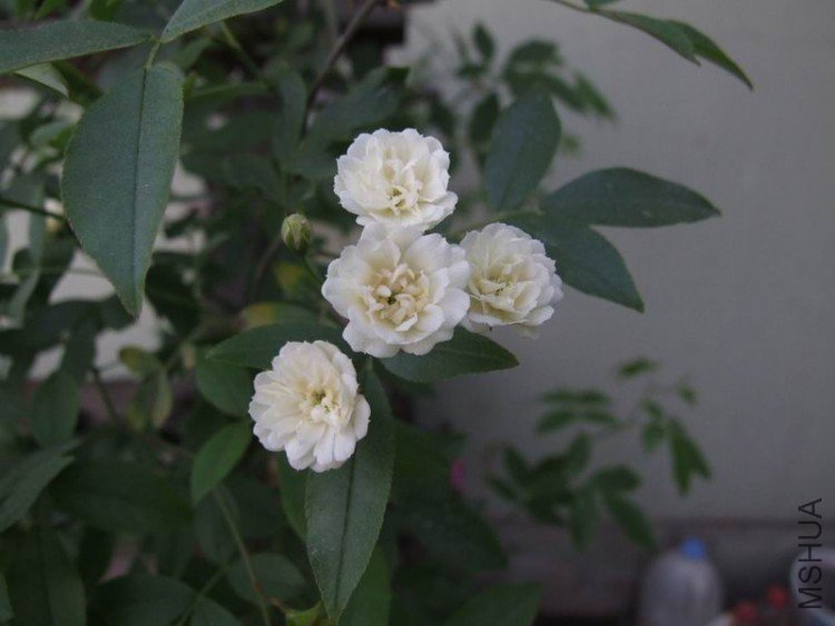 DSCF0766.JPG