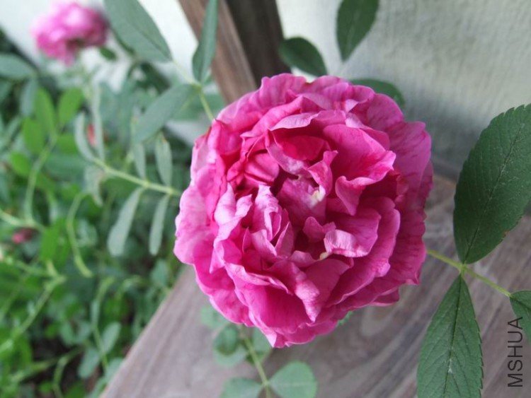 DSCF0777.JPG