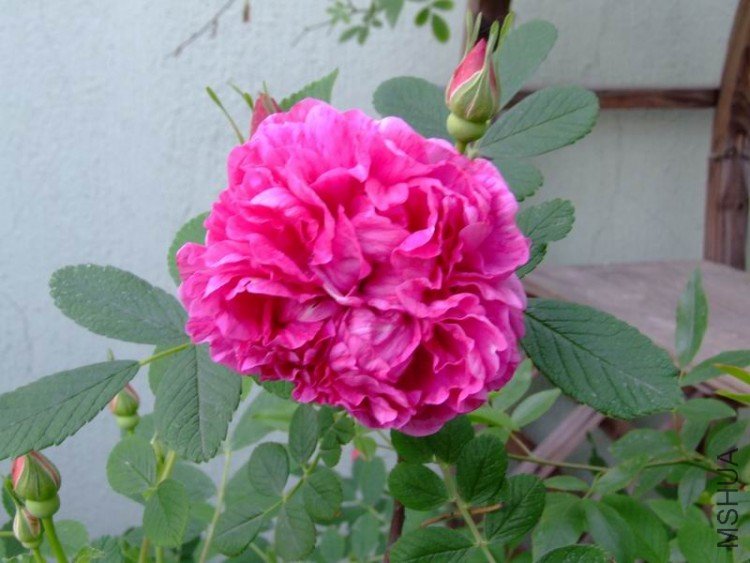 DSCF0724.JPG