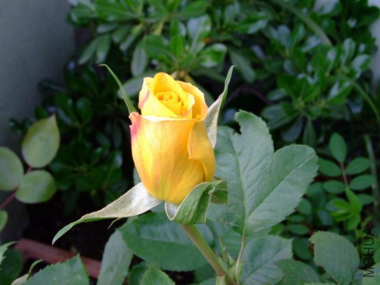 DSCF0728.JPG
