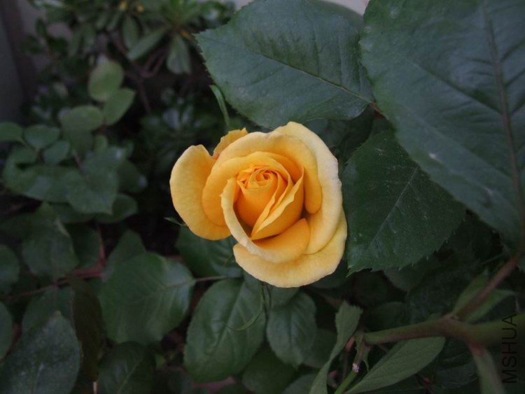 DSCF0771.JPG