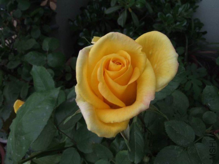 DSCF0736.JPG