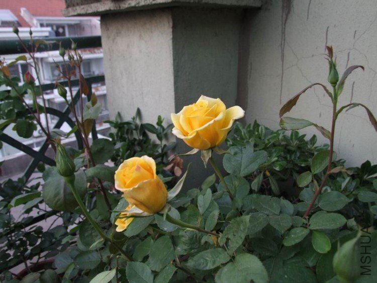 DSCF0773.JPG
