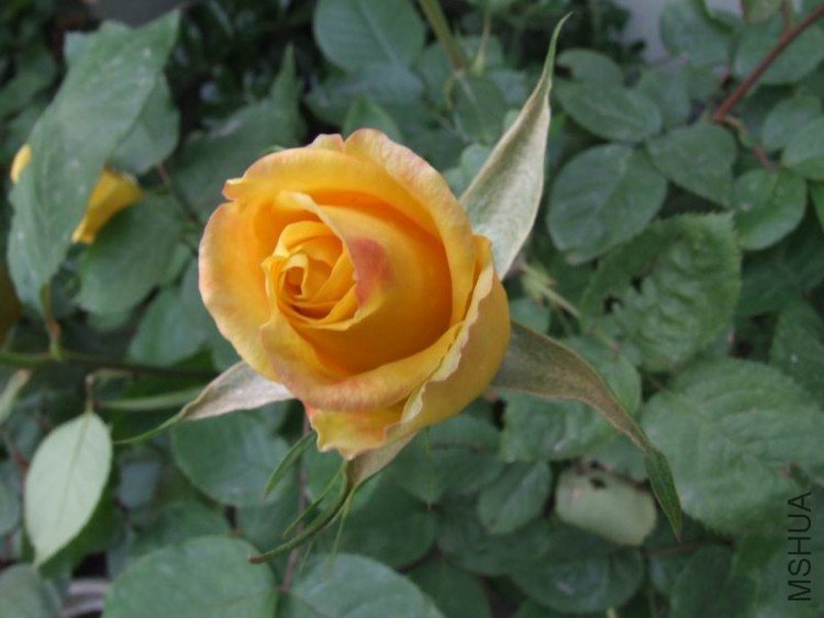 DSCF0737.JPG