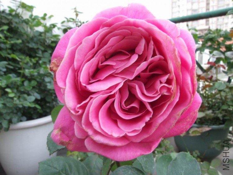 DSCF0746.JPG