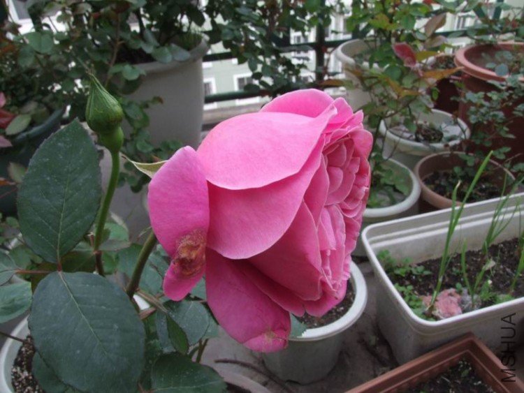 DSCF0747.JPG