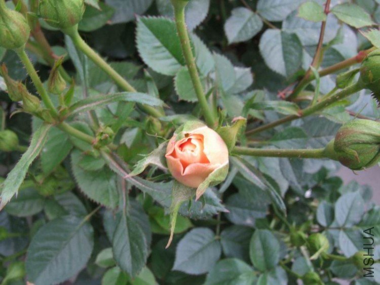 DSCF0750.JPG