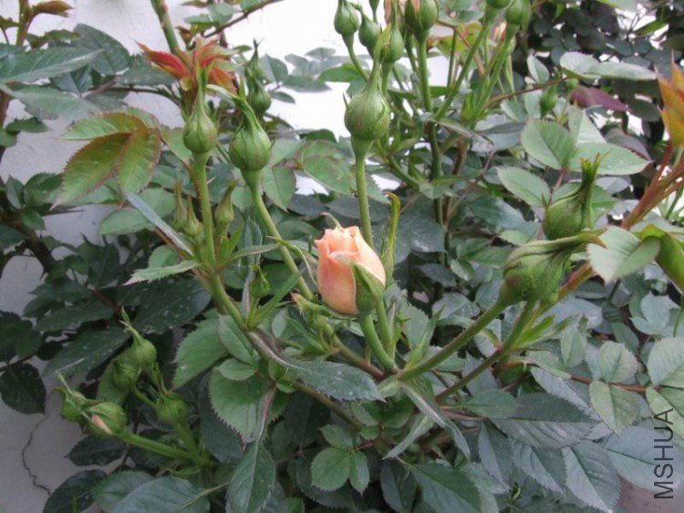 DSCF0748.JPG