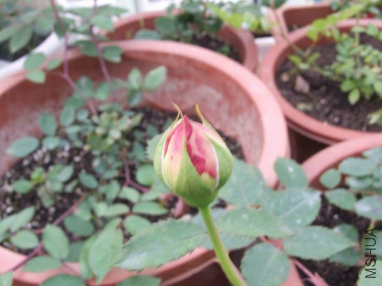 DSCF0751.JPG