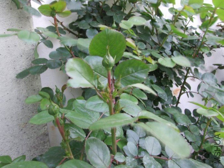 DSCF0755.JPG