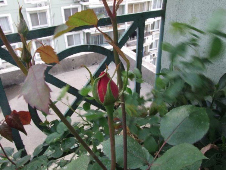 DSCF0756.JPG
