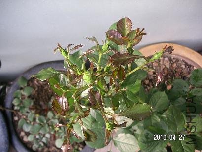 PICT5516.JPG