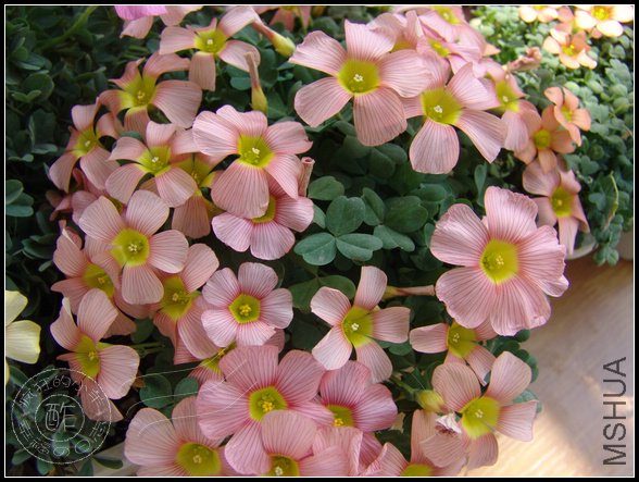 �쿪���comosa���Ի�����ɫǳ��Щ