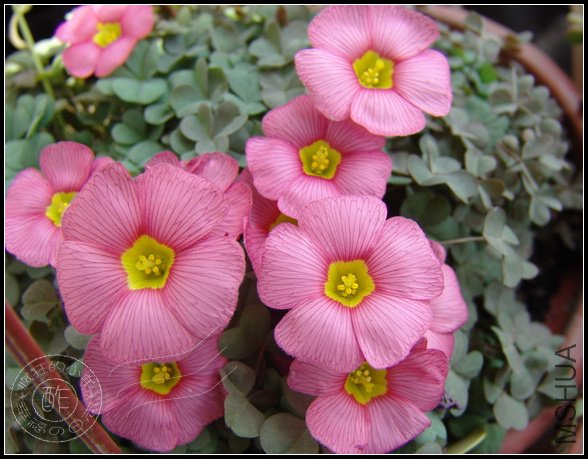 ����Ҷ�ӵ�rosea