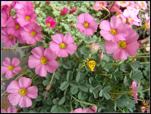 bright pink